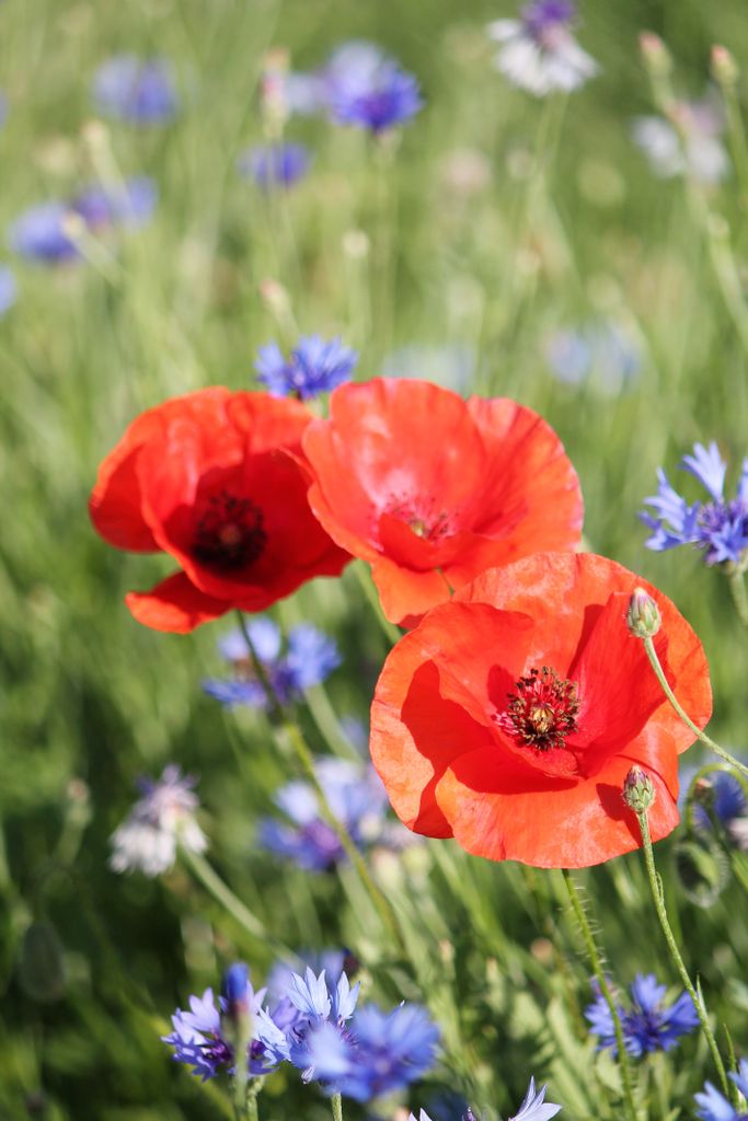 Champ de coquelicots au printemps dans le sud de l'Ardèche