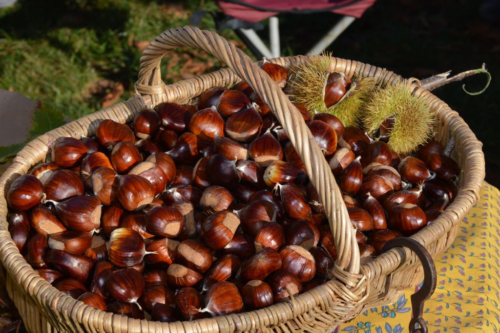 Panier de châtaignes d'Ardèche fraîchement récoltées à l'automne