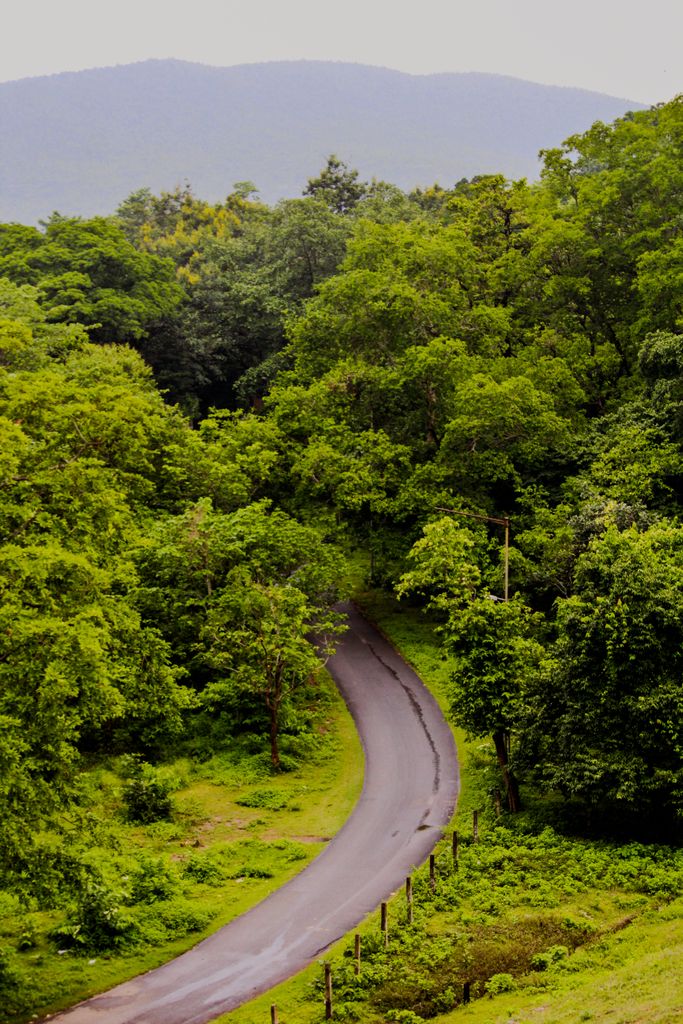 Route de campagne sinueuse vers le Pont d'Arc à travers le Bois de Païolive