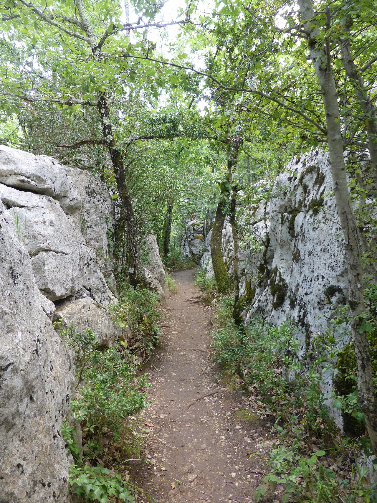 Bois de Païolive