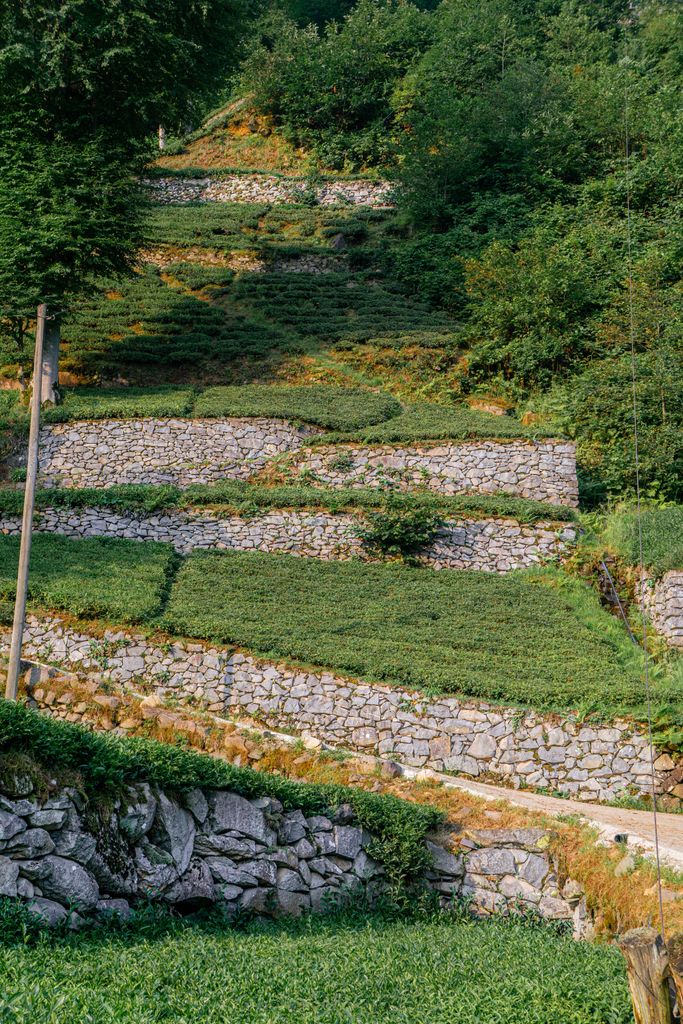 Terrasses agricoles en pierre sèche comme les jardins suspendus du Récatadou à Labeaume